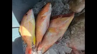 Snapper 3 ways - Hogfish catch, clean and cook