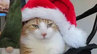 Santa Cat And Gnome