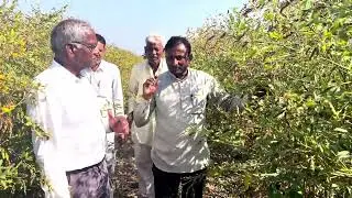 अमर पट्टा पद्धतीने सोयाबीन + तूर लागवड.