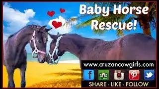 Baby Horse Rescue!