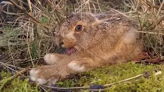 And Stretch... ❤️ | Adorable Baby Hare 🐇Takes a Big Stretch 🥱 #Shorts