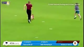 A puppy invades the ground during a cricket match in northern ireland