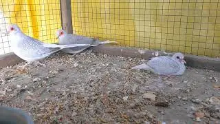 Silver and Silver White Rump  Diamond Dove Family