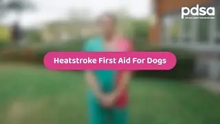 Heatstroke First Aid For Dogs | Pet Health Advice