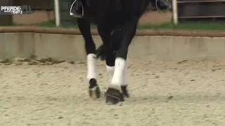 Lektionen reiten: Die Traversale (www.pferde-magazin.info)