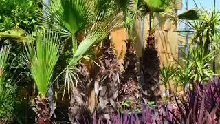 Washingtonia Filifera (nitkowata),  Robusta (meksykańska) - oferta palm Krotoszyn 2022