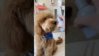 *NO PRODUCTS ACTUALLY USED* #fyp #funny #adorable #puppy #dog #skincare #viral #blowup #trending