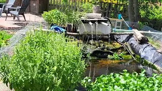 Fish pond update