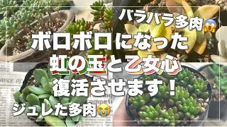 【セダムの王様とアイドル】バラバラ事件&ジュれた😭伸びてボロボロの虹の玉と乙女心を仕立て直して復活させる！【多肉植物│エケベリア│ガーデニング】