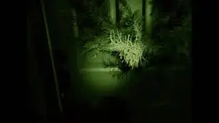 ghost orbs