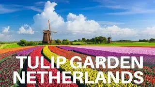 Tulip Garden Keukenhof, Netherlands 2021 (Best Tulip Blooms In Tulip Garden & Tulip Fields)