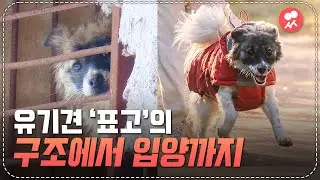 도축장 구조에서 입양까지 | 일요시사