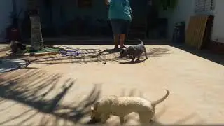 Odin brincando com pegador
