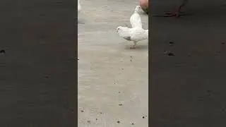 ###pigeon up 12##stutes video###sorts video🥰🥰🥰####