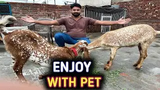 Barish me pet k sath enjoy kiya😍 heavy rain in Lahore| Ali Shan mini zoo