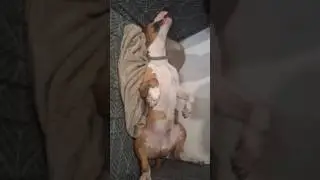 #fyp #viral #shorts #dog #bull #funny #animals #pets #sleep #dodo #happy #kids #toys #puppy #life