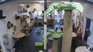 The Cat Cafe Live Stream