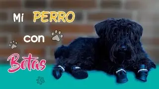 Mi PERRO con BOTAS - Clau y Nero