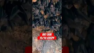 Creepy Bat Cave 🦇 in Tropical Paradise! Would you go in?