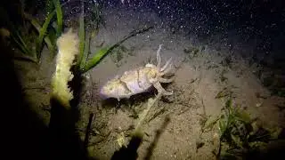 Manly Cove night dive