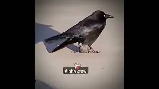 Alpha crow shorts #shorts