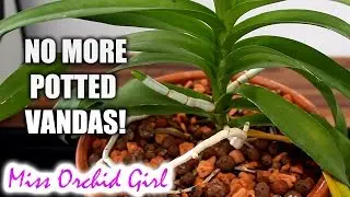 Giving up potted Vanda Orchids - time for a change!