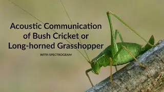 Acoustic Communication of Bush Cricket or Long Horned Grasshopper | With Spectrogram