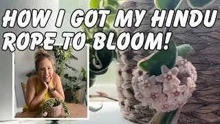 How I got my variegated hindu rope plant to bloom | all about hoya carnosa compacta care