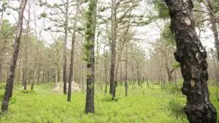 Fire and the pinelands