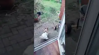 Brave Heart Dog 🤣🤣 #shorts