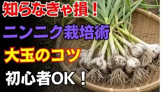 【９９％の家庭菜園が知らない】確実に差が出る！ニンニクを大玉に育てる「二回目の追い肥」最終タイミングと失敗しない禁断の方法｜初心者でもすぐ実践