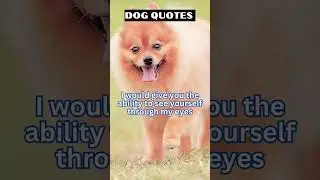 The Gift of Seeing Yourself Through My Eyes | Dogs are the most amazing creatures | motivation