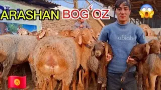 DOPPLI BOLAGA Qirgʻiziston Tozza Arashan Linyali Bogʻoz Sovliq Yetib keldi Narxi Juda Arzon boldi