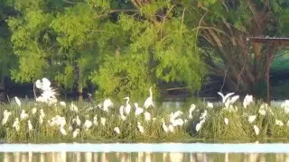 4K . Lumix FZ300 Bright Light Zoom Test . Socializing Cattle Egrets . San Marcos-TX