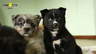 Sweet Pomsky Mix Puppies
