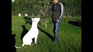 Dogo Argentino Addestramento