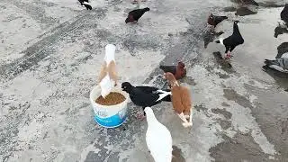 Kara Musevet Guvercinlerim