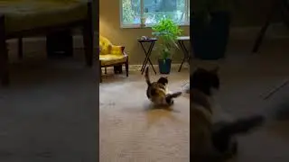 Two cats act like real siblings and start fighting