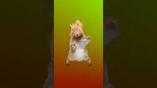 dans eden fare #memes #funny #duet