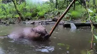 Beavers Brave Rainy Furcast To Gather Sticks