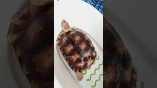 （阿瑰）曬太陽泡澡#turtle #turtlewatching #tortoise #リクガメ #animals #pets #cute #蘇卡達象龜 #蘇卡達 