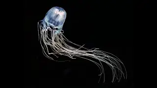 Почему кубомедуза Морская оса &mdash; Chironex fleckeri считается самой опасной для человека ?