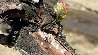 Treating For Vine Mealybug With APPLAUD