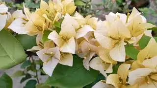 Ini Perbedaanya !!! 3 Jenis Bougenville Import Warna Kuning