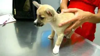 SUPER CUTE PUPPY - FIRST VET VISIT - TINY ROGI