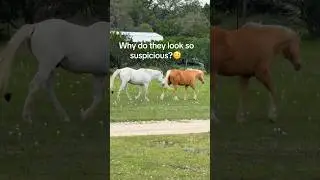 Why do they look so suspicious? ￼ #sullivanmarketing #hillcountrylifestyle #hillcountryliving