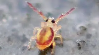 Globular springtails. Kugelspringer. Eifel, Deutschland