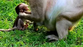 Break Sound!!! Baby Charlee Very Loud Calling Mom, Charlee Try To Escape From Cruel monkey TaRa