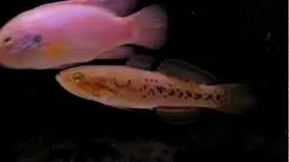 My Freshwater Purple Spot Gudgeon / Goby - Morgurnda adspersa