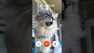 Cat Call: Buy My Milk, Human! #mainecoon #shortsvideo #catcalling #shortscat #funcatvideo #catvideo
